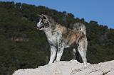 AKITA INU 319